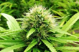 Cannabisului din Israel