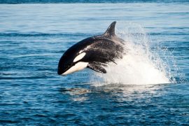 Balenele Bitcoin acumulează