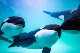 Balenele Bitcoin cumpără agresiv